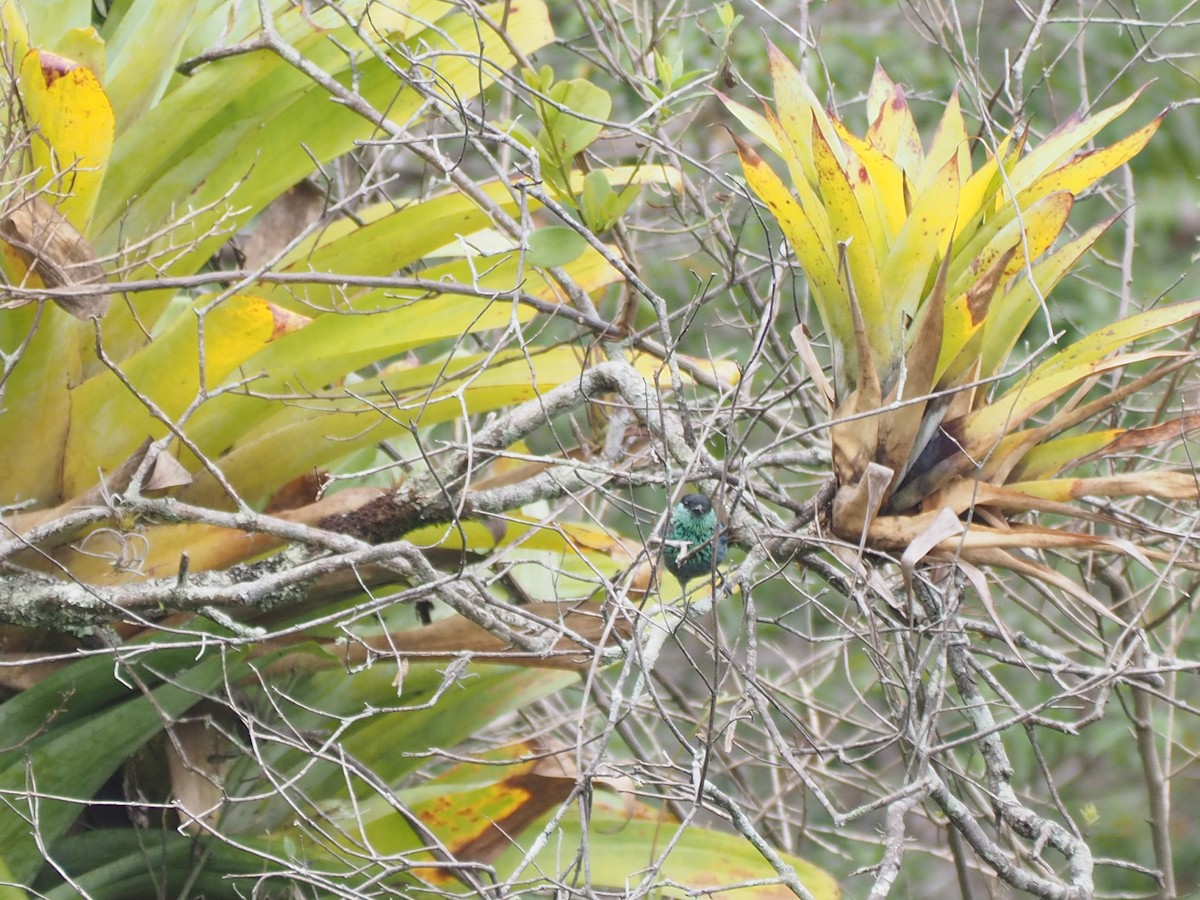 Black-capped Tanager - ML643788376