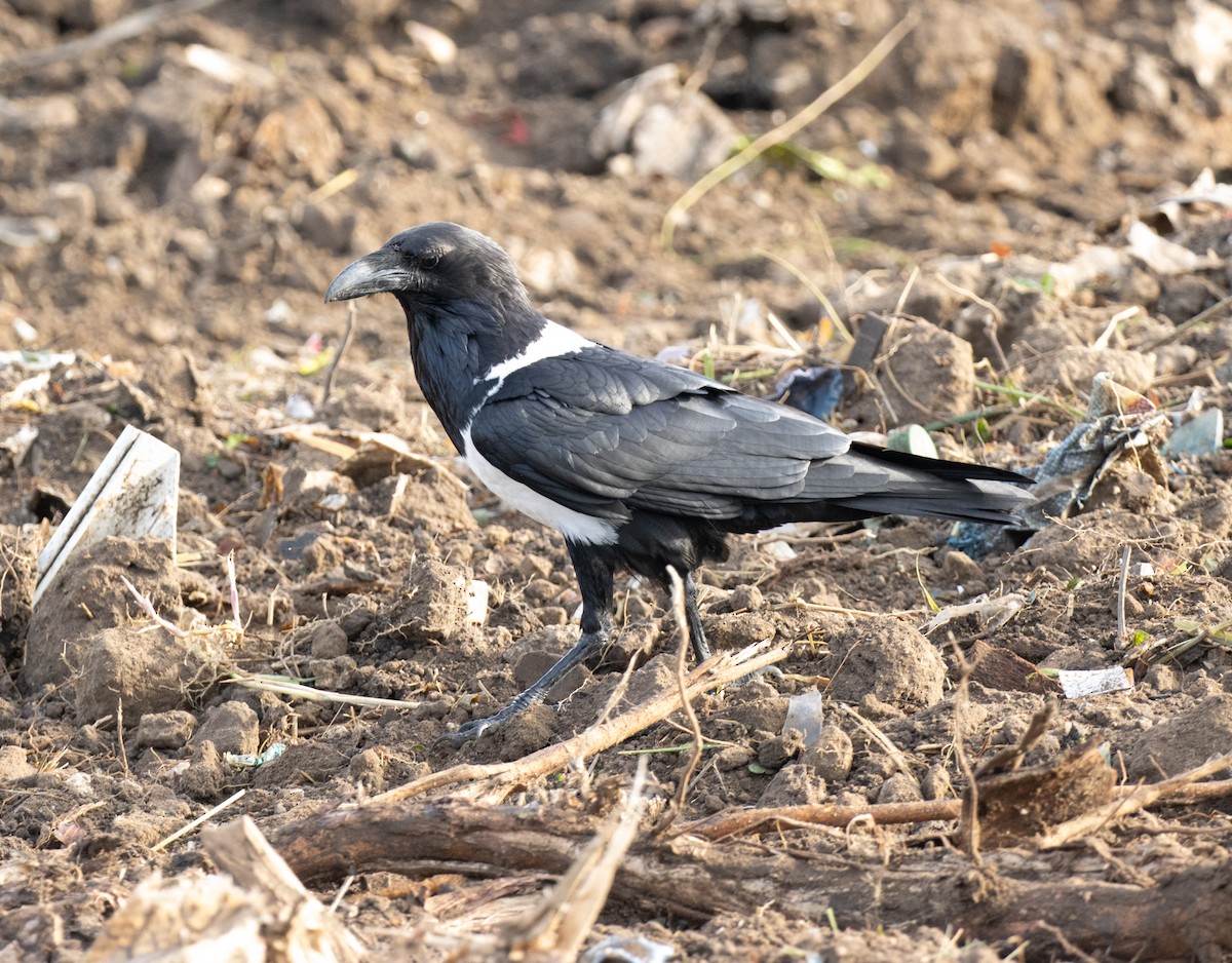Pied Crow - ML643788381