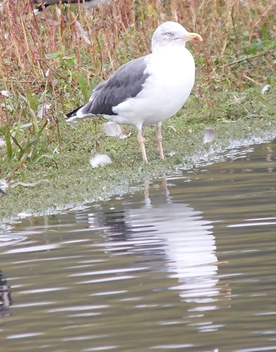 Yellow-legged Gull - ML643788391