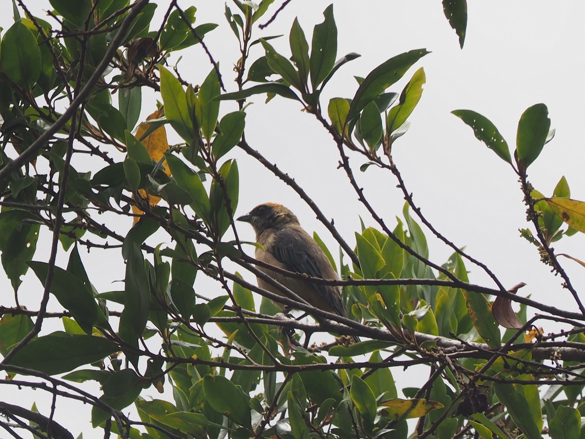 Burnished-buff Tanager - ML643788396
