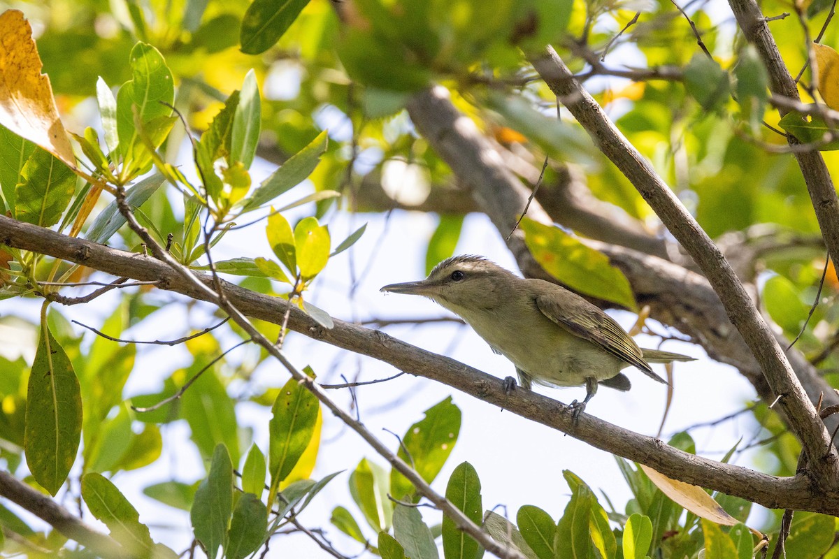 Black-whiskered Vireo - ML643788400