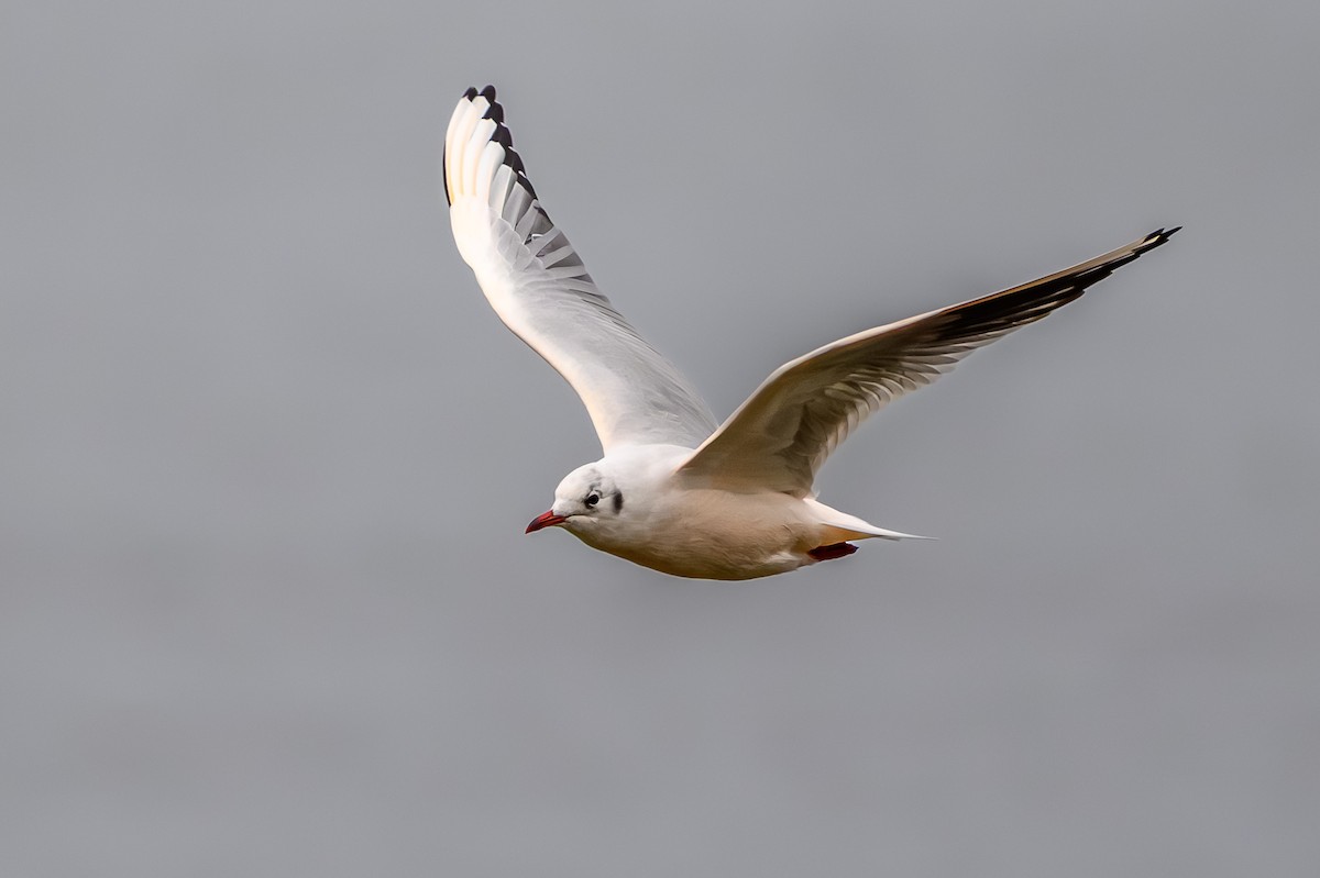 Black-headed Gull - ML643788405