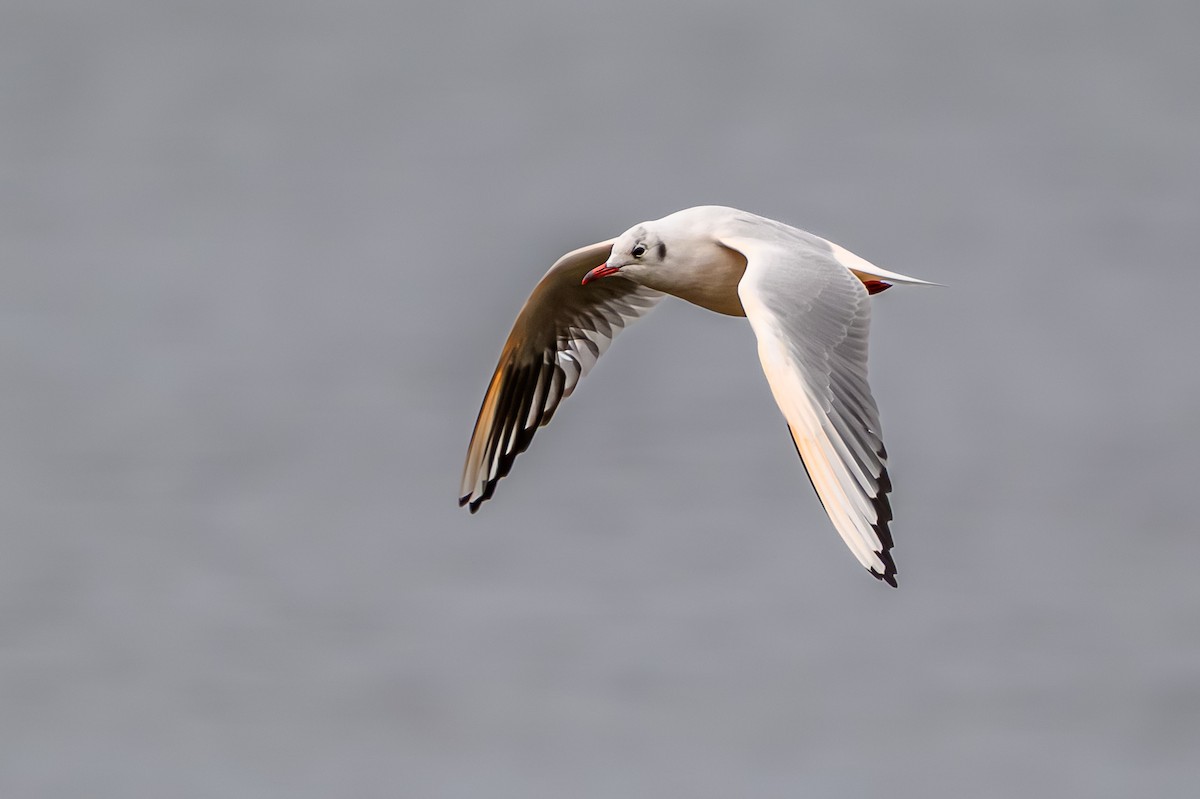 Black-headed Gull - ML643788406