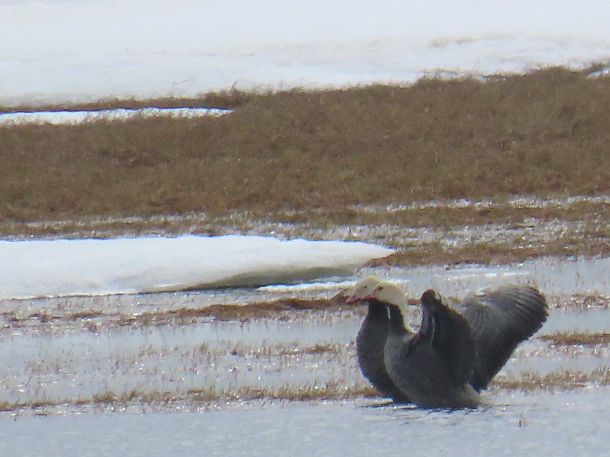 Emperor Goose - ML643788419