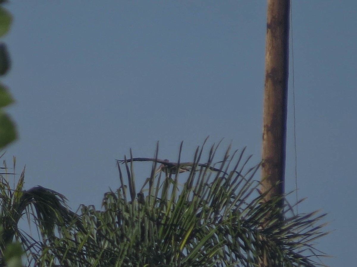 Brown Pelican - ML643788420