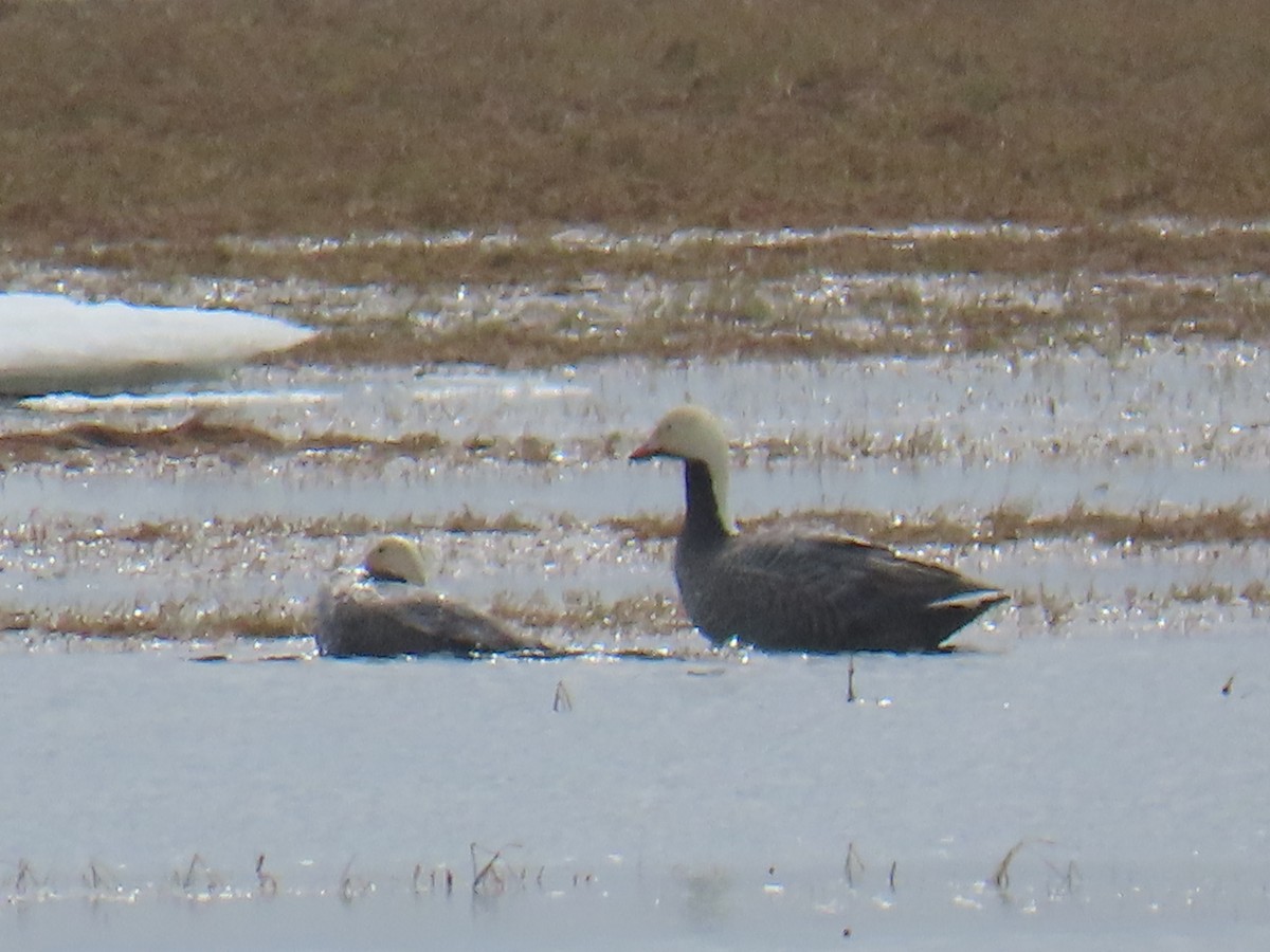 Emperor Goose - ML643788424
