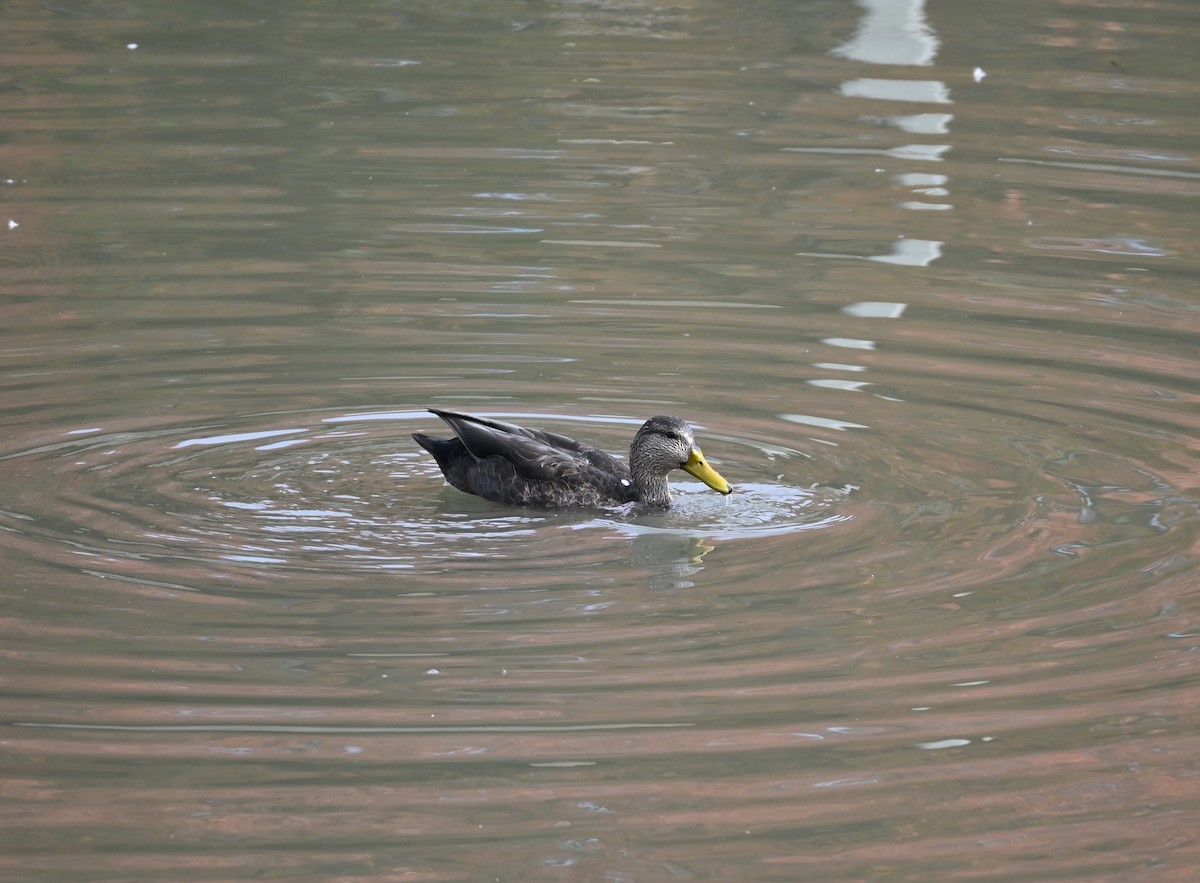 kachna tmavá - ML643788430