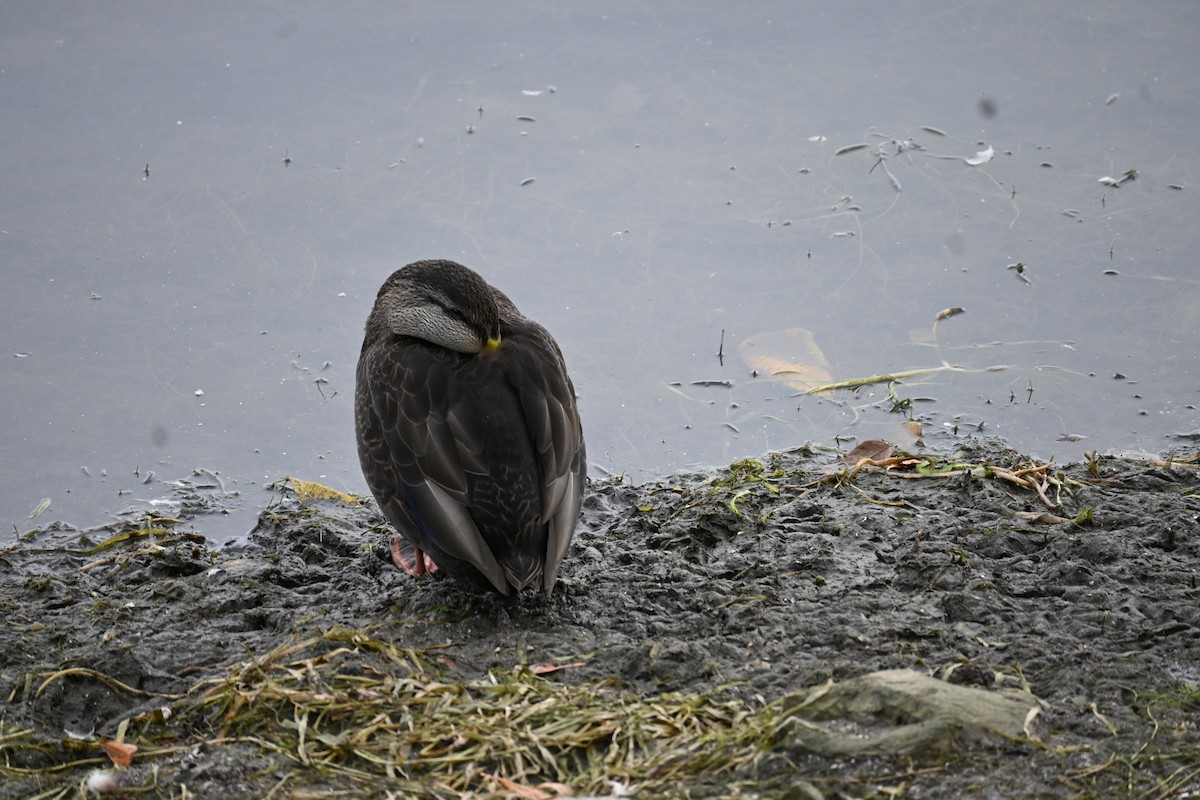 kachna tmavá - ML643788431