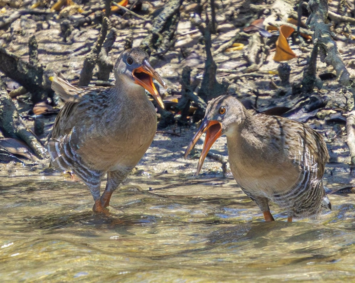 Râle gris (groupe longirostris) - ML643788455