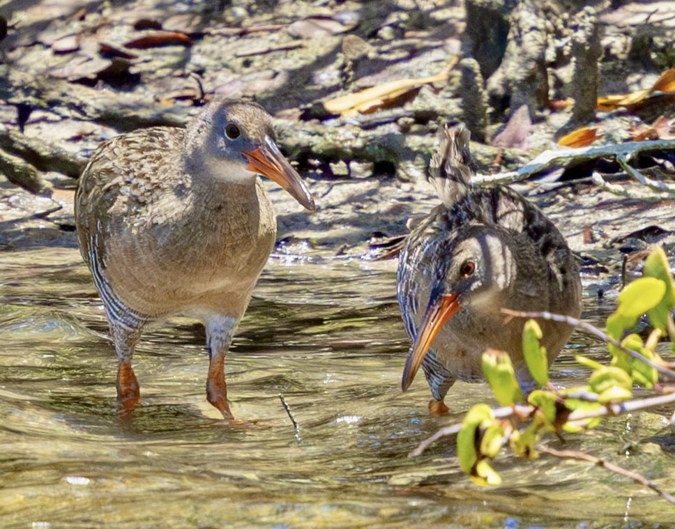 Râle gris (groupe longirostris) - ML643788456