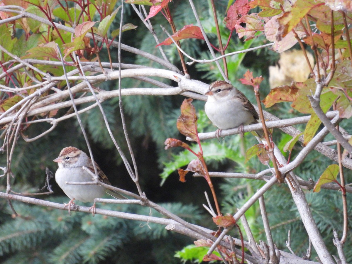 Chipping Sparrow - ML643788459