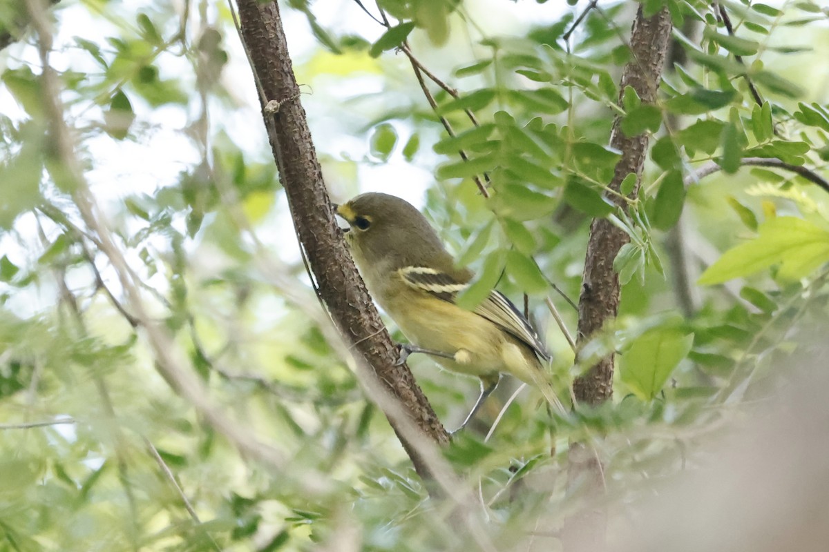 Thick-billed Vireo - ML643788461