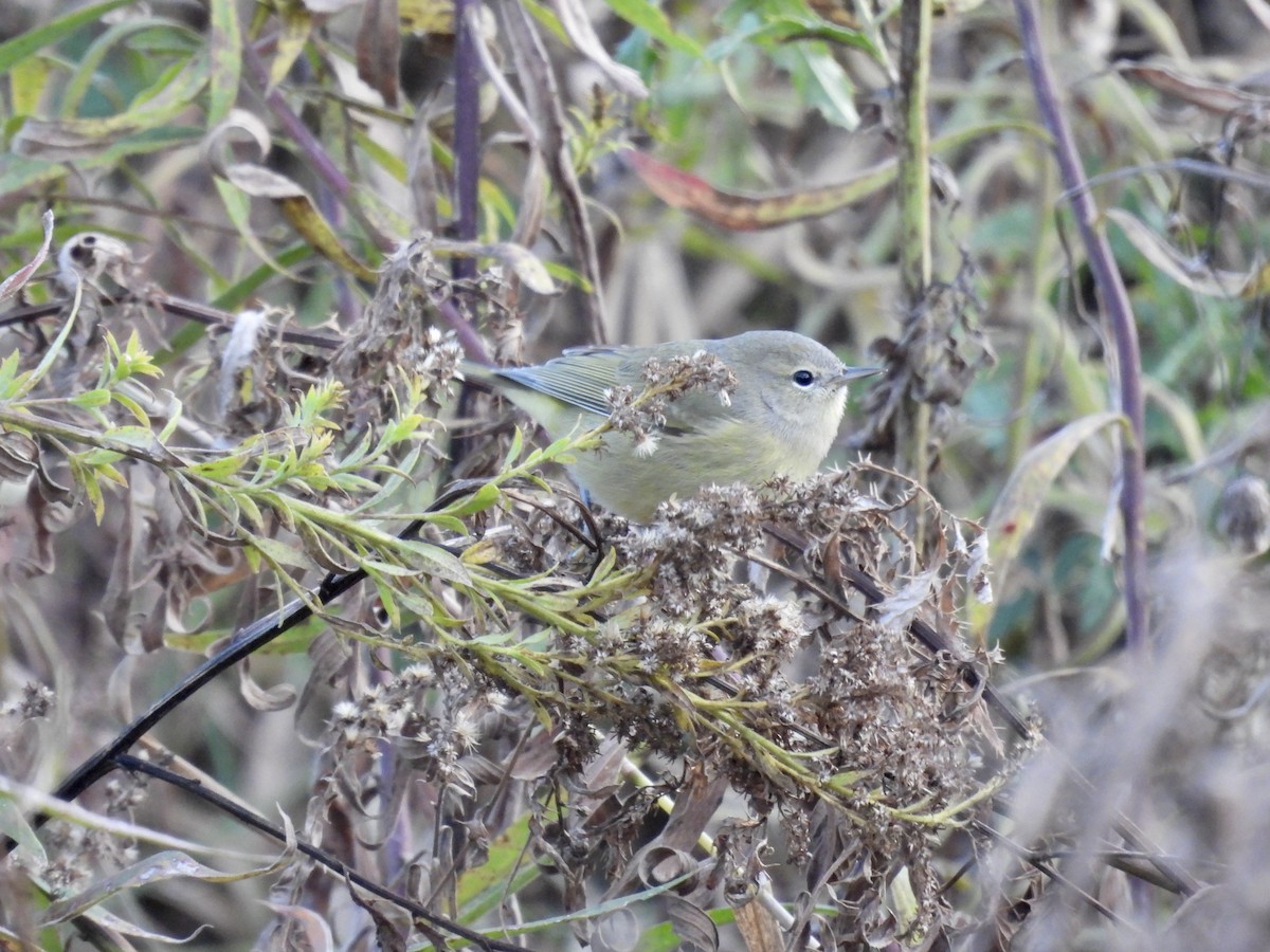 Orange-crowned Warbler - ML643788462