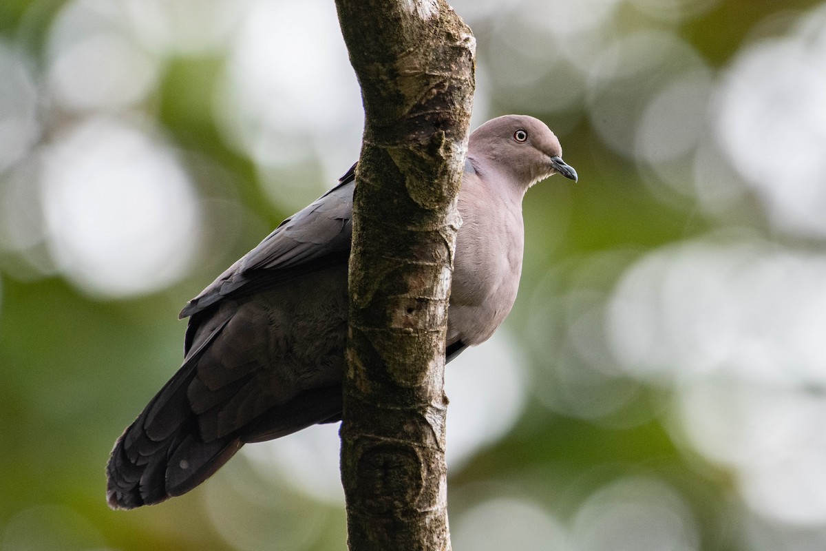 Plumbeous Pigeon - ML643788463