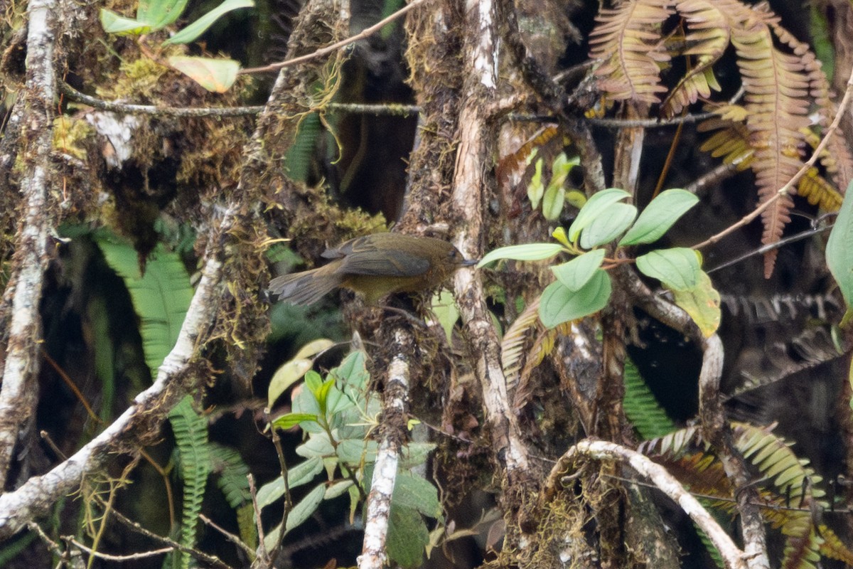 White-sided Flowerpiercer - ML643788473