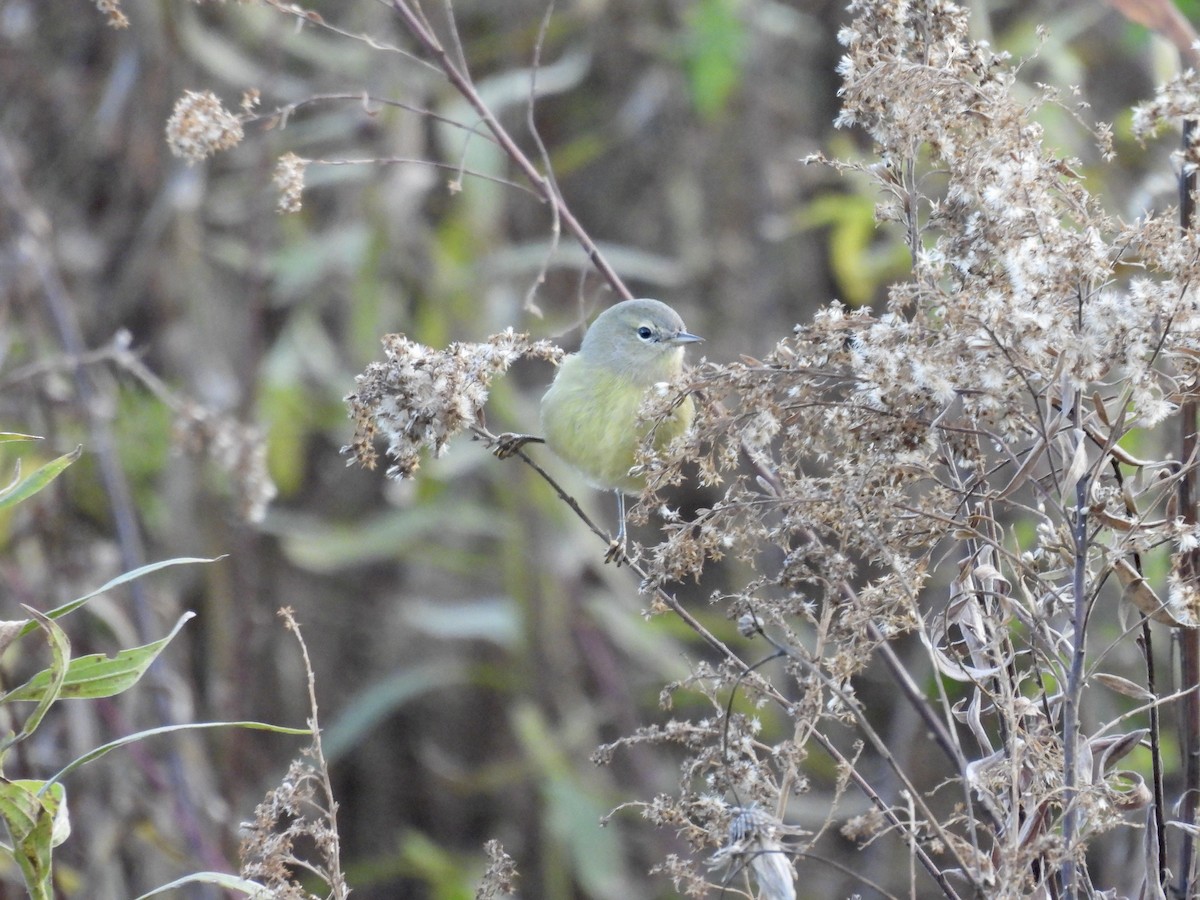 Orange-crowned Warbler - ML643788477