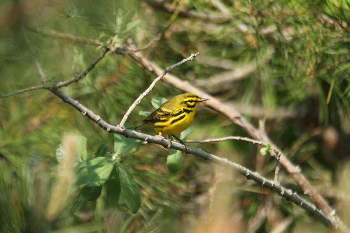 buskparula - ML643788480