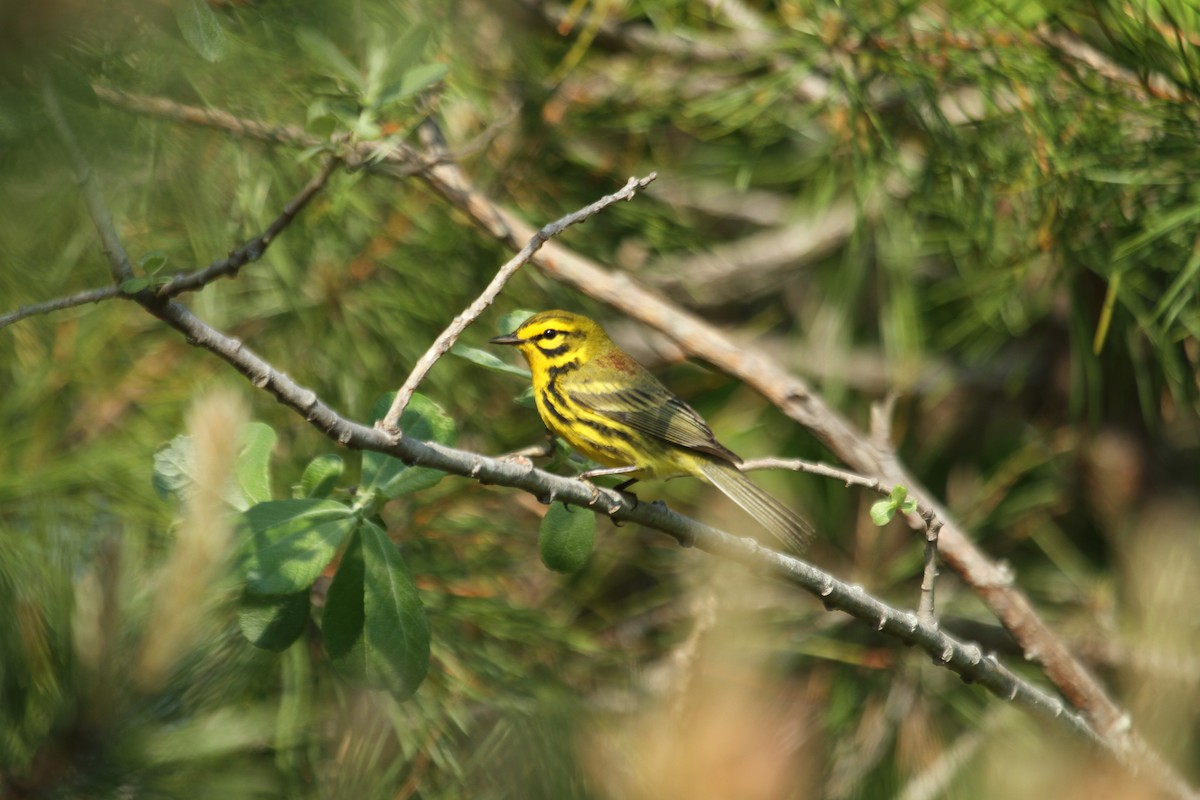 buskparula - ML643788481