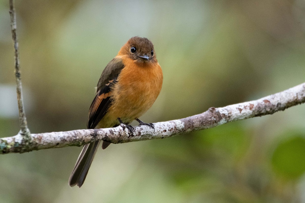 Cinnamon Flycatcher - ML643788482