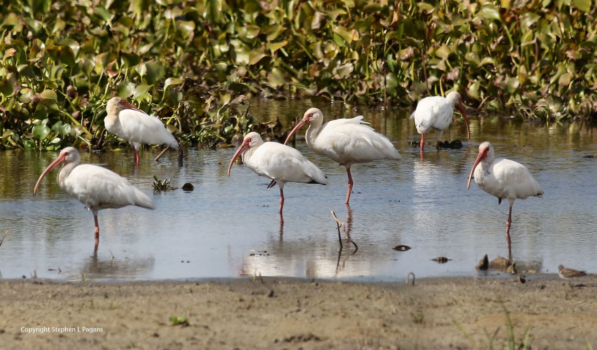 White Ibis - ML643788483