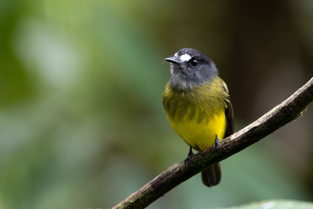 Ornate Flycatcher - ML643788484