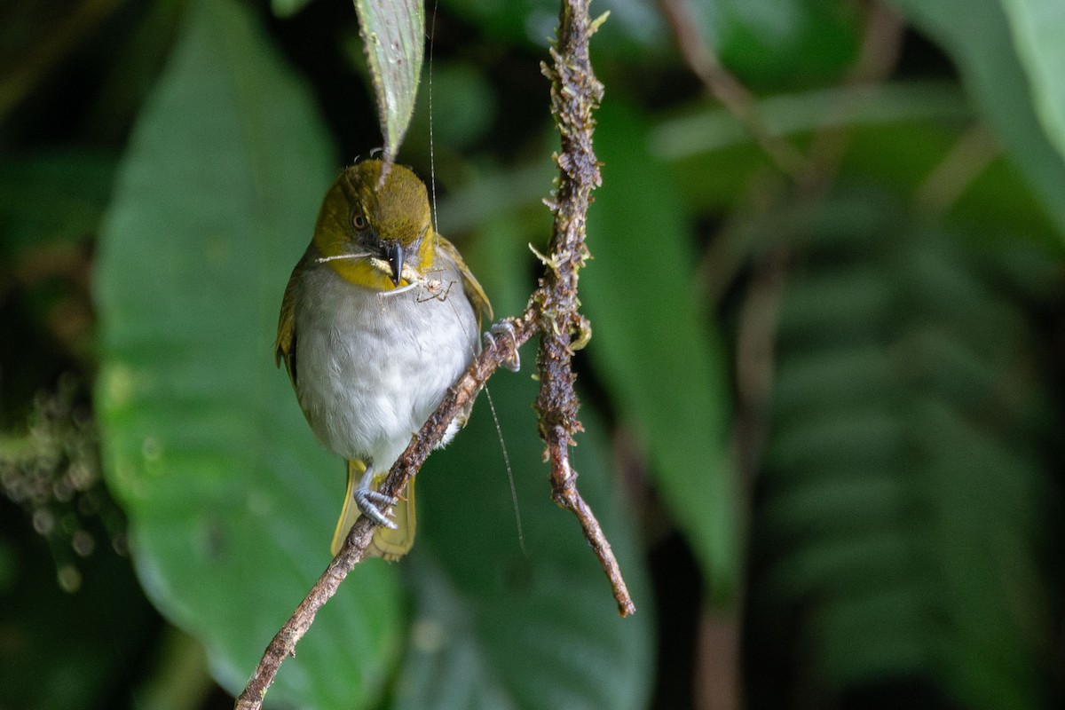 Yellow-throated Chlorospingus - ML643788499