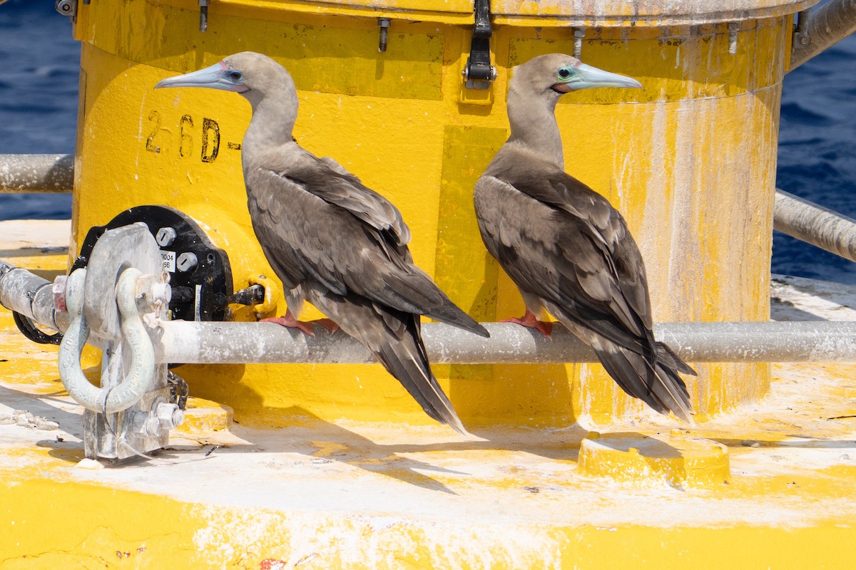 Red-footed Booby - ML643788508