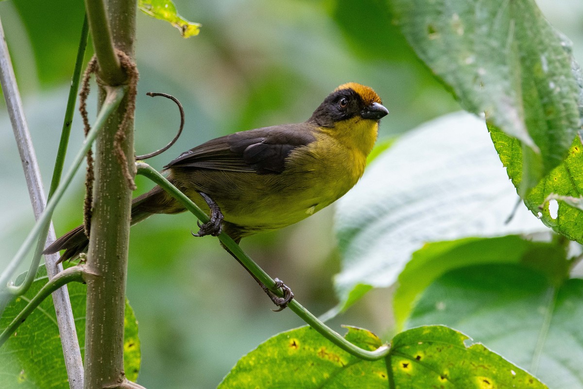 Choco Brushfinch - ML643788511