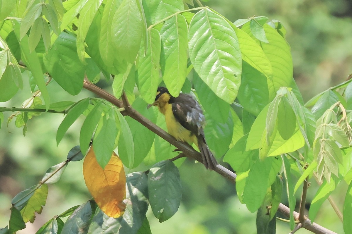 Black-necked Weaver - ML643788514