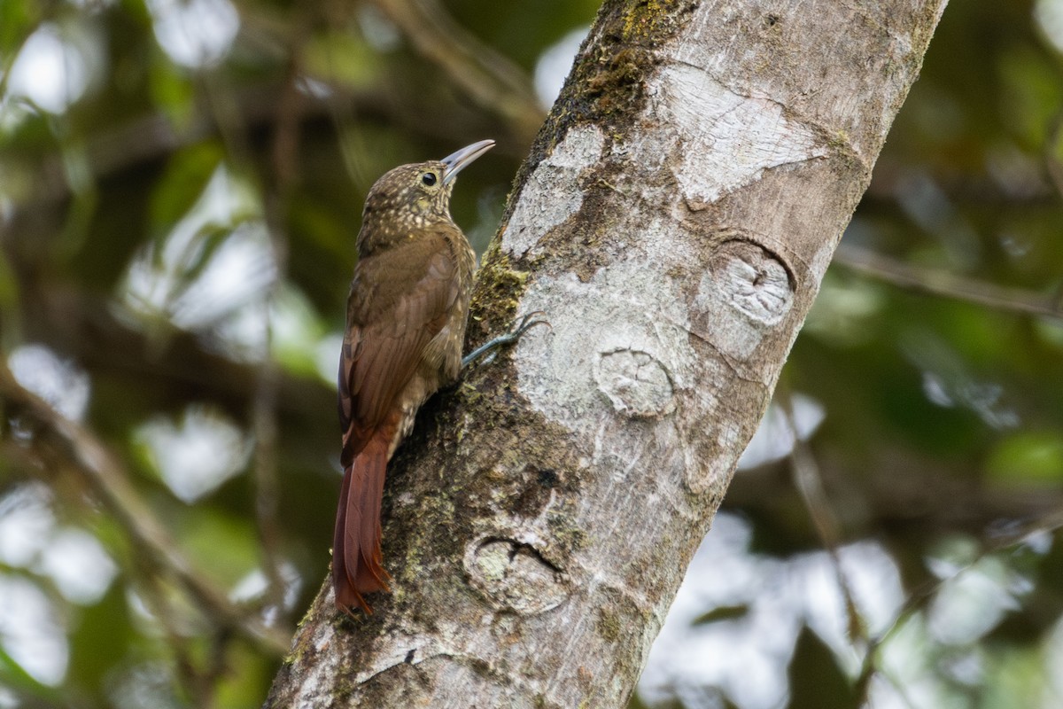 Olive-backed Woodcreeper - ML643788516