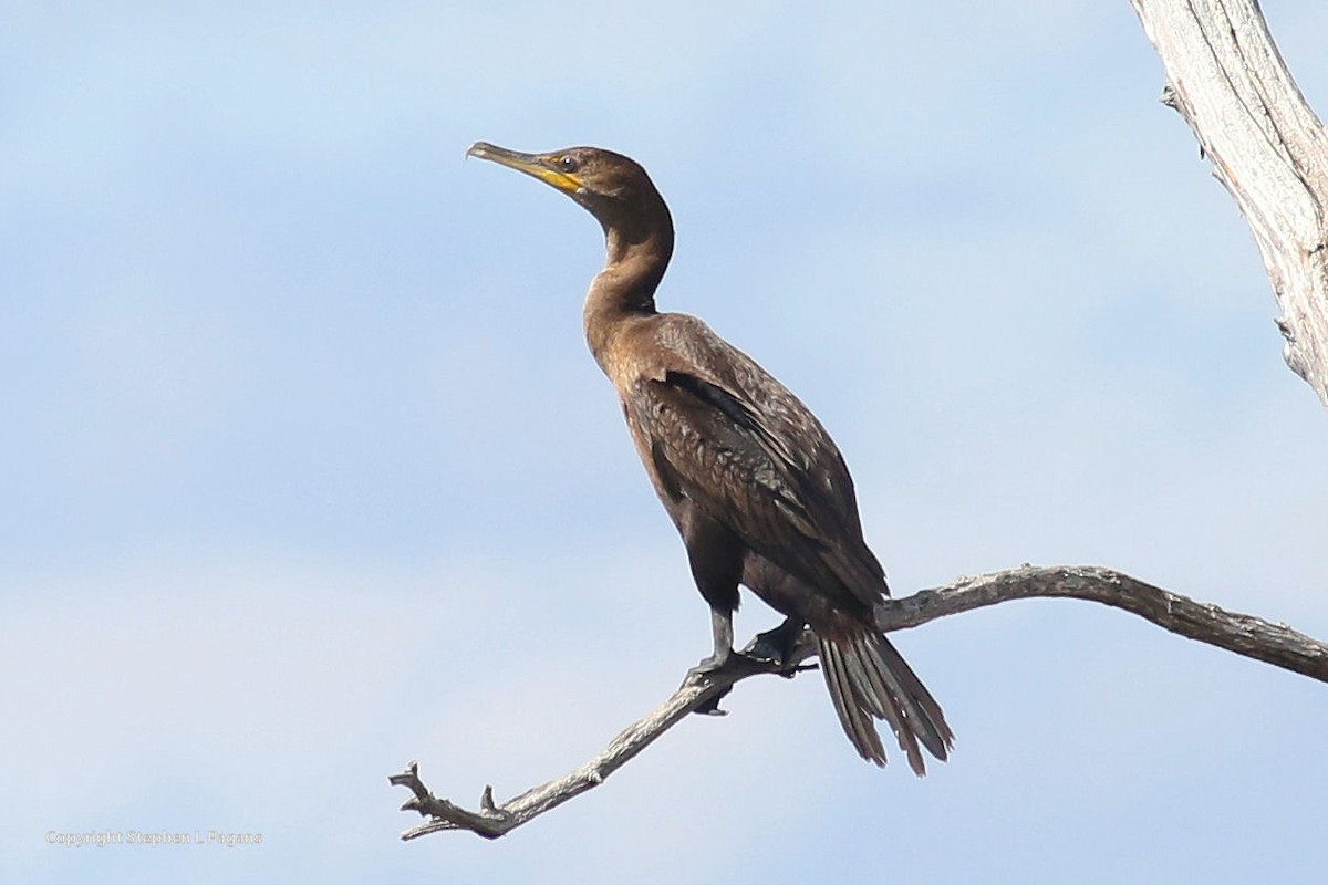 Double-crested Cormorant - ML643788521