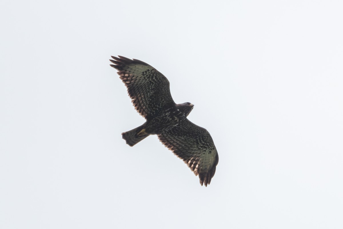 Short-tailed Hawk - ML643788522