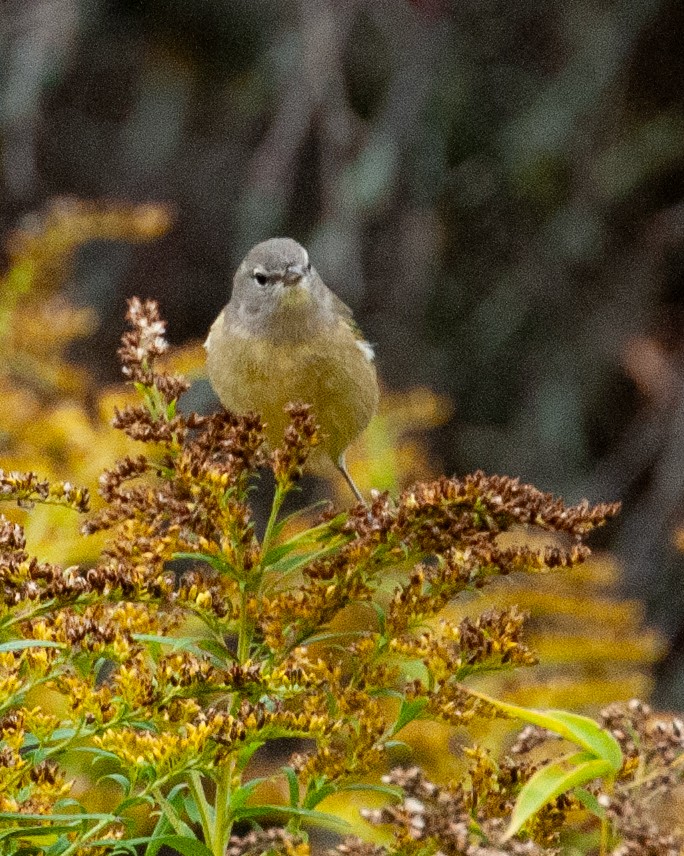 Orange-crowned Warbler - ML643788523
