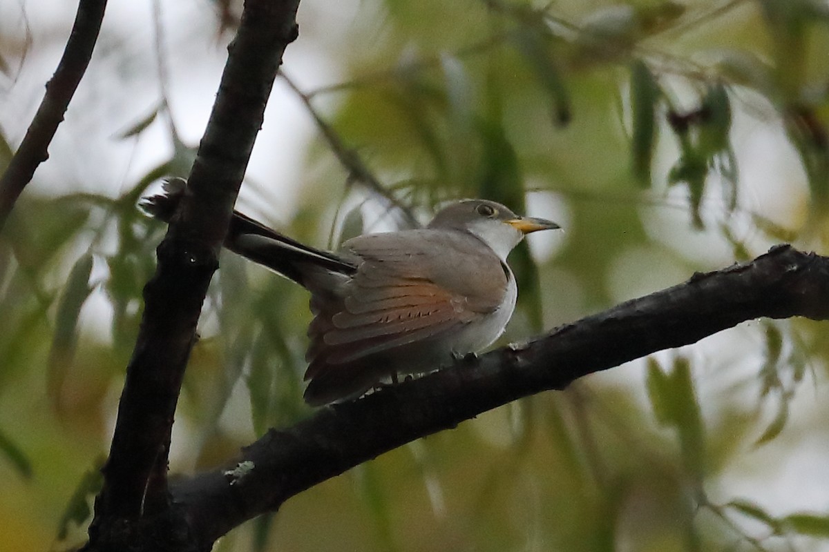 Yellow-billed Cuckoo - ML643788524
