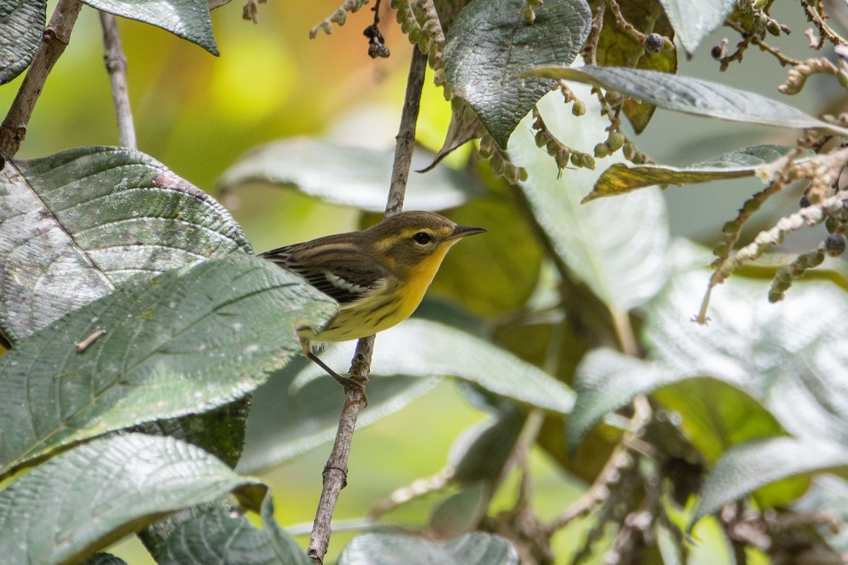 Blackburnian Warbler - ML643788529