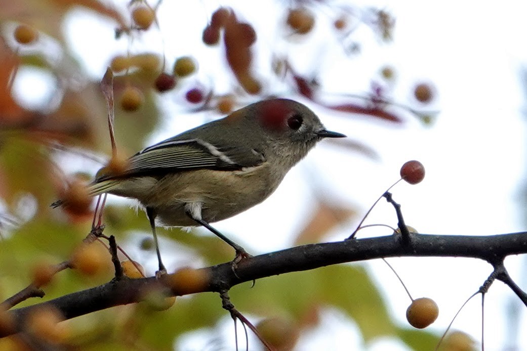 Ruby-crowned Kinglet - ML643788534