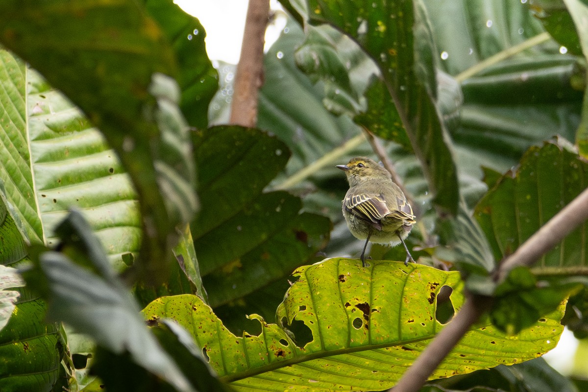 Golden-faced Tyrannulet - ML643788535