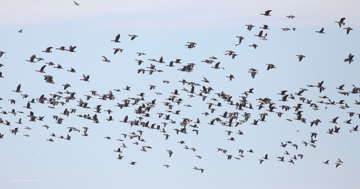 Greater White-fronted Goose - ML643788571