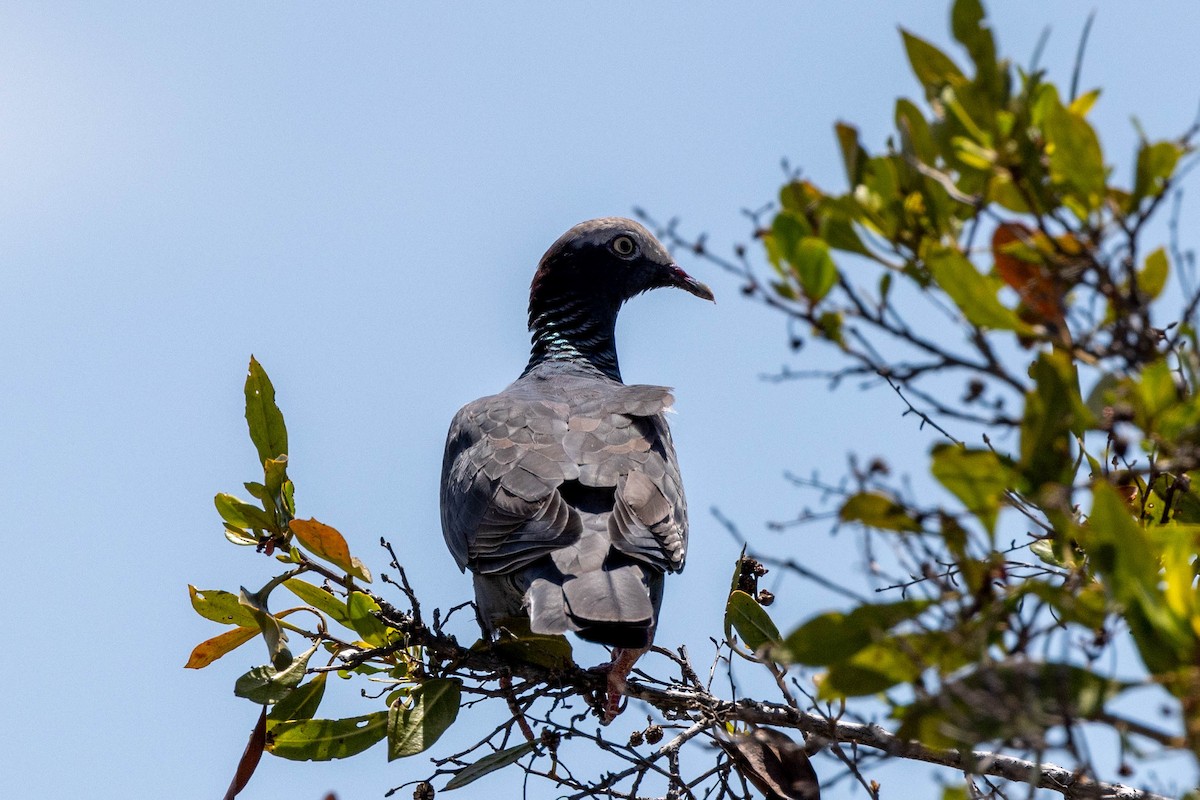 White-crowned Pigeon - ML643788577