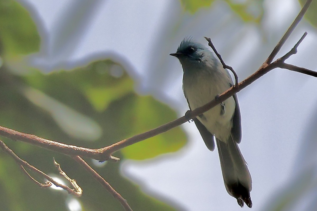 African Blue Flycatcher - ML643788578