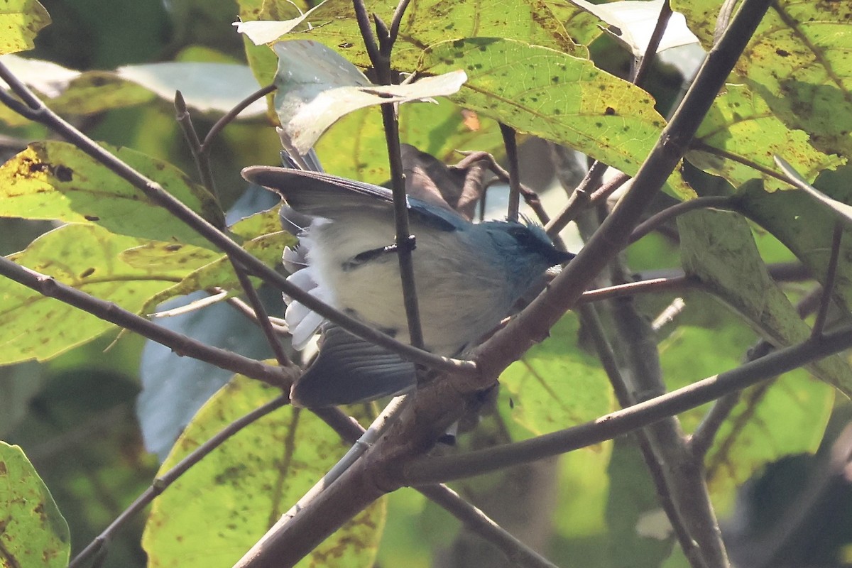 African Blue Flycatcher - ML643788589
