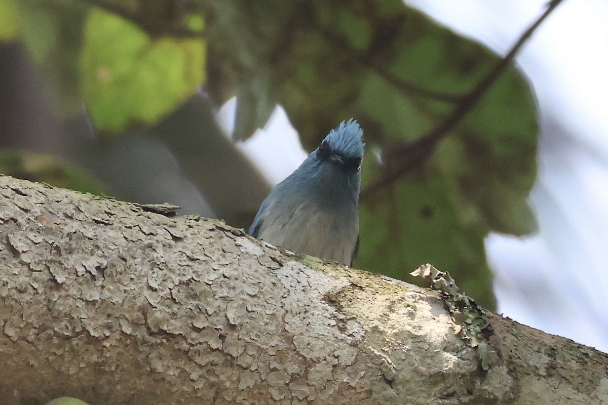 African Blue Flycatcher - ML643788592