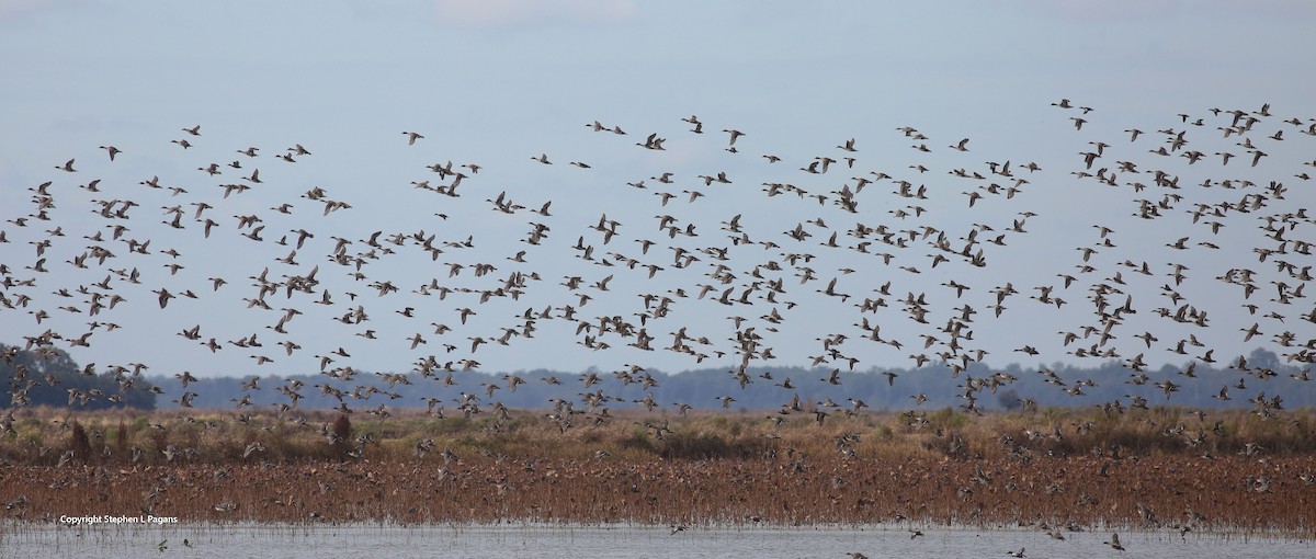 Northern Pintail - ML643788594