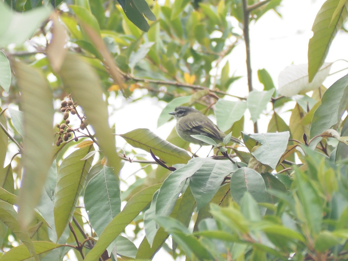 Spectacled Tyrannulet - ML643788601