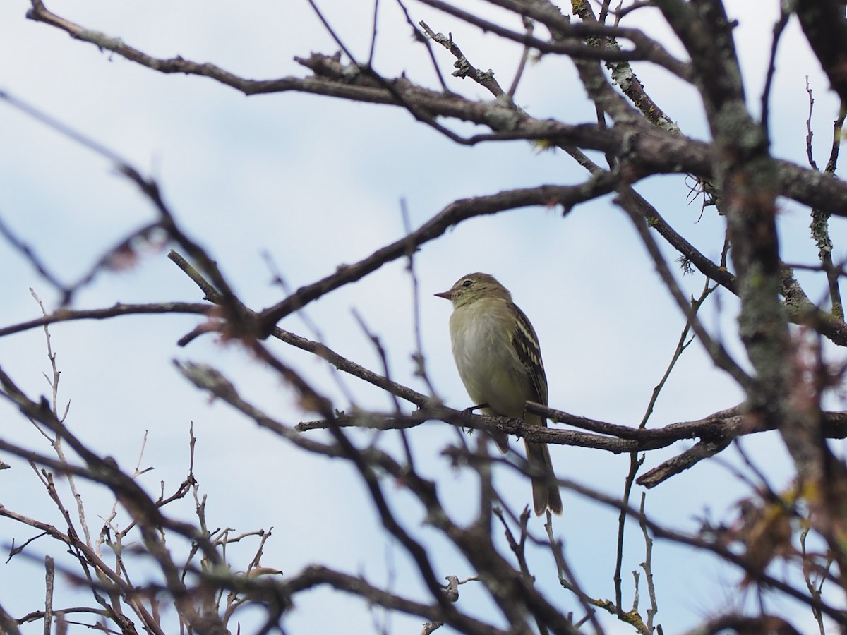 Spectacled Tyrannulet - ML643788603