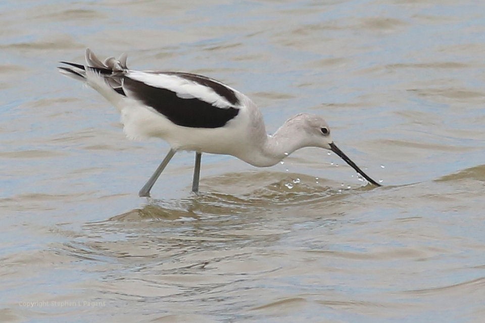American Avocet - ML643788624