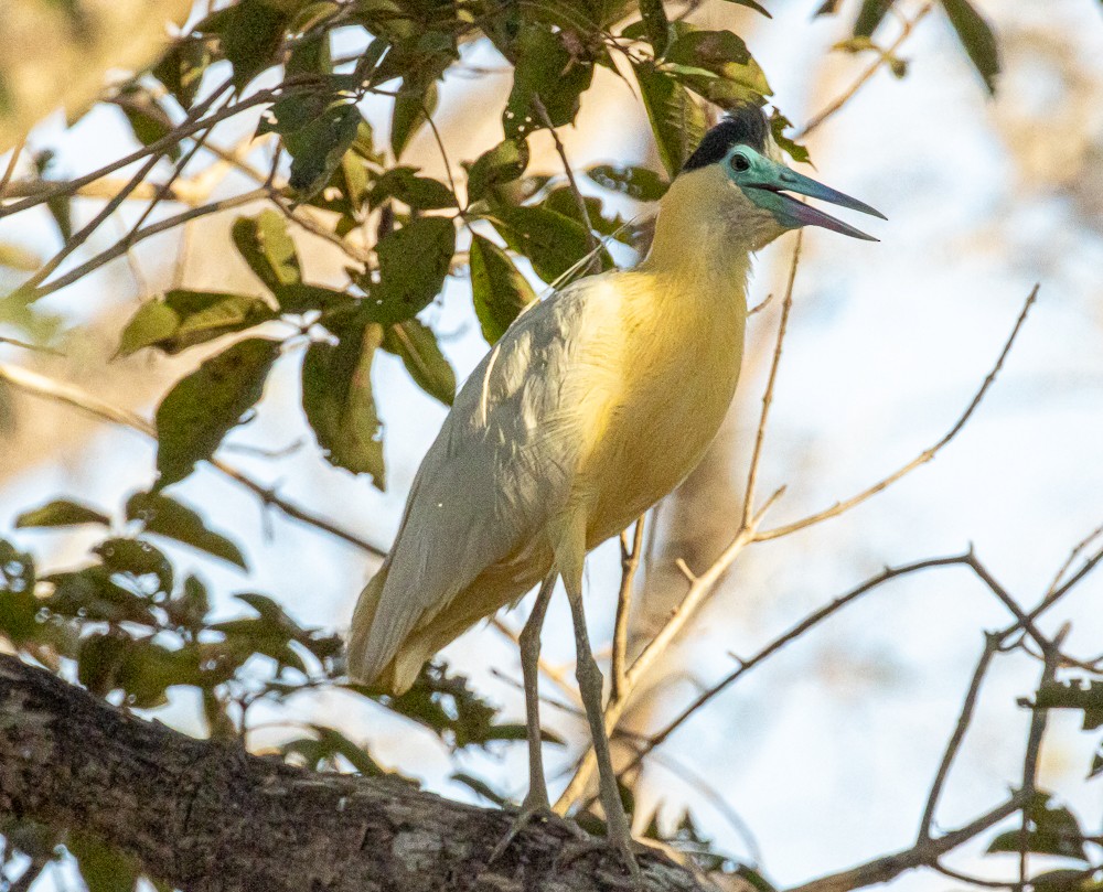 Capped Heron - ML643788631