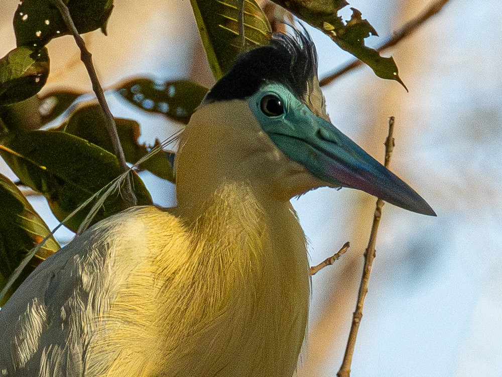 Capped Heron - ML643788632