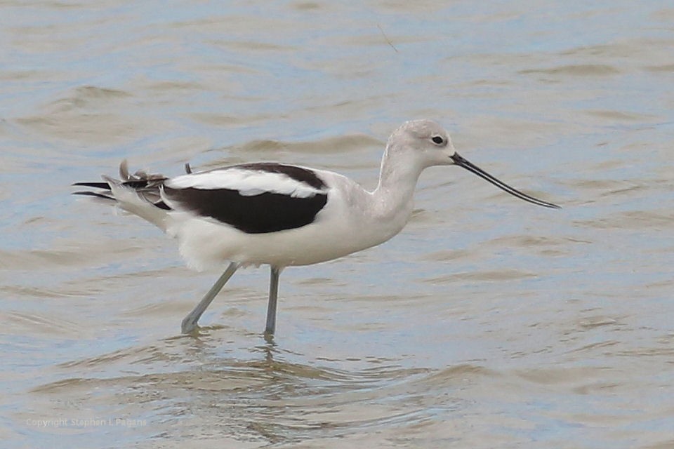 American Avocet - ML643788633