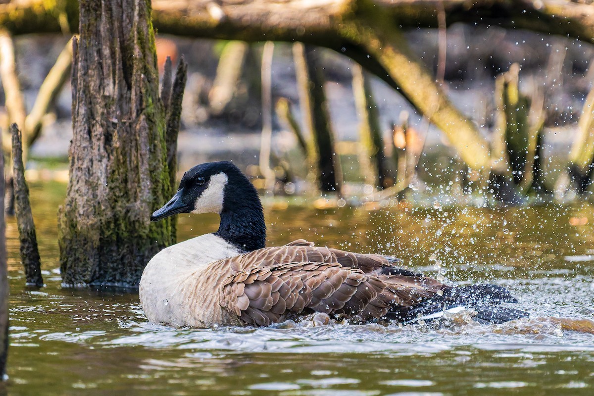 Canada Goose - ML643788634